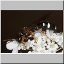 Mellinus crabroneus - Grabwespe w34 13mm - auf wilder Moehre - OS-Wallenhorst Sandgrube.jpg